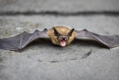 Rabies in Ontario: The silent threat of bat exposure