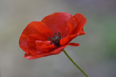 Remembrance Day in Canada - what's open and closed