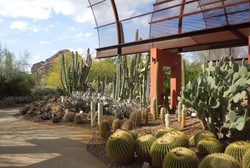 The Desert Botanical Garden